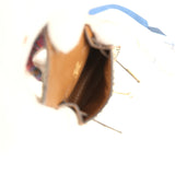 Custom Brown Swarovski Crystal Hermes Mini Kelly Twilly Bag Charm Alezan Tadelakt Gold Hardware